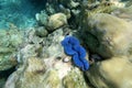 Tridacna in a shallow water of coral reef, Maldives Royalty Free Stock Photo