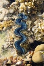 Tridacna squamosa, known commonly as the fluted giant clam and scaly clam Royalty Free Stock Photo