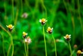 Tridax Daisy, Grass flowers growing up on the roadside. Royalty Free Stock Photo