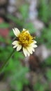 Tridax daisy / Tridax procumbens Royalty Free Stock Photo