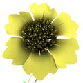 Tridax Royalty Free Stock Photo