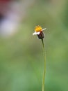 Tridax procumbens. Close up image of the This plant can also be used as herbal tea to treat gout