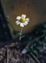 Tridax procumbens flavonoids (TPFs) are well known for their medicinal properties among local natives.