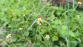The Tridax procumbens flowers which move in the wind