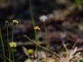 Tridax procumbens in the nature that lies on the ground. Royalty Free Stock Photo