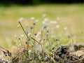 Tridax procumbens in the nature that lies on the ground. Royalty Free Stock Photo