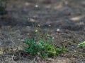 Tridax procumbens in the nature that lies on the ground. Royalty Free Stock Photo