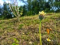 Tridax procumbens Royalty Free Stock Photo