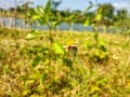 Tridax procumbens Royalty Free Stock Photo