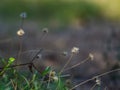 Tridax procumbens in the nature that lies on the ground.