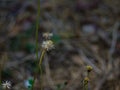 Tridax procumbens in the nature that lies on the ground.