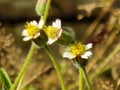 Tridax procumbens or tridax daisy -1 Royalty Free Stock Photo