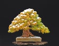 Trident maple bonsai with snow