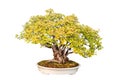 Trident maple bonsai tree Royalty Free Stock Photo
