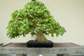 Trident Maple Bonsai Tree Royalty Free Stock Photo