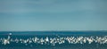 Trieste, Italy. Over 2000 of sails boat in the Adriatic sea during the Barcolana regatta 2017. The Biggest sail boat regata in the Royalty Free Stock Photo