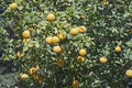 Trifoliate citrus tree with fruits Royalty Free Stock Photo