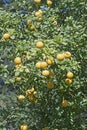 Trifoliate citrus tree with fruits Royalty Free Stock Photo