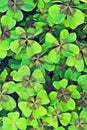 Trifolium Royalty Free Stock Photo