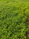 Trifolium alexandrinum, Egyptian clover, berseem clover in a indian farm. Royalty Free Stock Photo