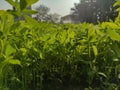 Trifolium alexandrinum, Egyptian clover, berseem clover in a indian farm. Royalty Free Stock Photo