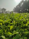 Trifolium alexandrinum, Egyptian clover, berseem clover in a indian farm. Royalty Free Stock Photo