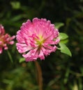 Trifolium alpestre