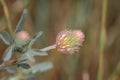 Trifolium angustifolium narrow-leaf crimson clover flowering during spring Royalty Free Stock Photo