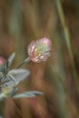 Trifolium angustifolium narrow-leaf crimson clover flowering during spring Royalty Free Stock Photo