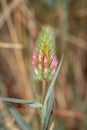 Trifolium angustifolium narrow-leaf crimson clover flowering during spring Royalty Free Stock Photo