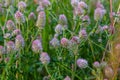 Trifolium arvense closeup. Fluffy clover in a meadow. Summer flora growing in the field. Colorful bright plants. Selective focus