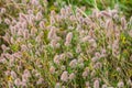 Trifolium arvense closeup. Fluffy clover in a meadow. Summer flora growing in the field. Colorful bright plants. Selective focus