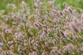 Trifolium arvense closeup. Fluffy clover in a meadow. Summer flora growing in the field. Colorful bright plants. Selective focus