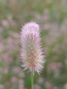 Trifolium arvense Royalty Free Stock Photo