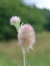 Trifolium arvense Royalty Free Stock Photo