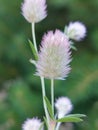 Trifolium arvense Royalty Free Stock Photo