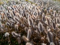 Trifolium arvense - commonly known as the hare\'s-foot clover, rabbitfoot clover Royalty Free Stock Photo