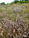 Trifolium arvense - commonly known as the hare\'s-foot clover, rabbitfoot clover Royalty Free Stock Photo