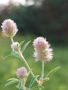 Trifolium arvense Royalty Free Stock Photo