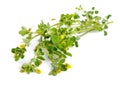 Trifolium dubium, the lesser trefoil, suckling clover or little hop clover or lesser hop trefoil. Isolated