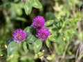 trifolium flower in a garden