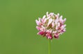 Trifolium hybridum (alsike clover) Royalty Free Stock Photo