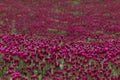 Trifolium incarnatum - beautiful, flowering, clover field with beautiful bokeh