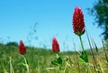 Crimson clover or Italian clover