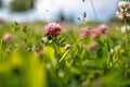 Trifolium. Pink clover in the Park on Strelka in Yaroslavl. Close-up from ground level
