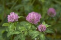 Trifolium pratense blossom Royalty Free Stock Photo