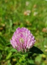 Trifolium pratense, the red clover. Closeup of the blossom. Royalty Free Stock Photo