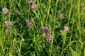 Trifolium pratense,  red clover flower closeup selective focus Royalty Free Stock Photo
