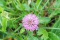 Trifolium pratense red clover flower Royalty Free Stock Photo