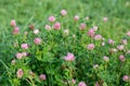 Trifolium pratense,  red clover flowers closeup selective focus Royalty Free Stock Photo